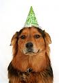 Click image for larger version

Name:	Dog with party hat.jpg
Views:	970
Size:	21.9 KB
ID:	1682343