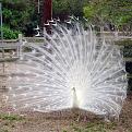 Click image for larger version

Name:	whitepeacock.jpg
Views:	137
Size:	86.8 KB
ID:	1683615