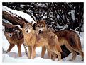 Click image for larger version

Name:	wolfs.jpg
Views:	3487
Size:	87.7 KB
ID:	1683996