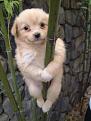 Click image for larger version

Name:	Puppy%20Pole%20Dancing.jpg
Views:	214
Size:	29.9 KB
ID:	1685204