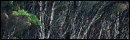 Dense Forest